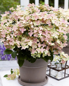 Bild von Hydrangea